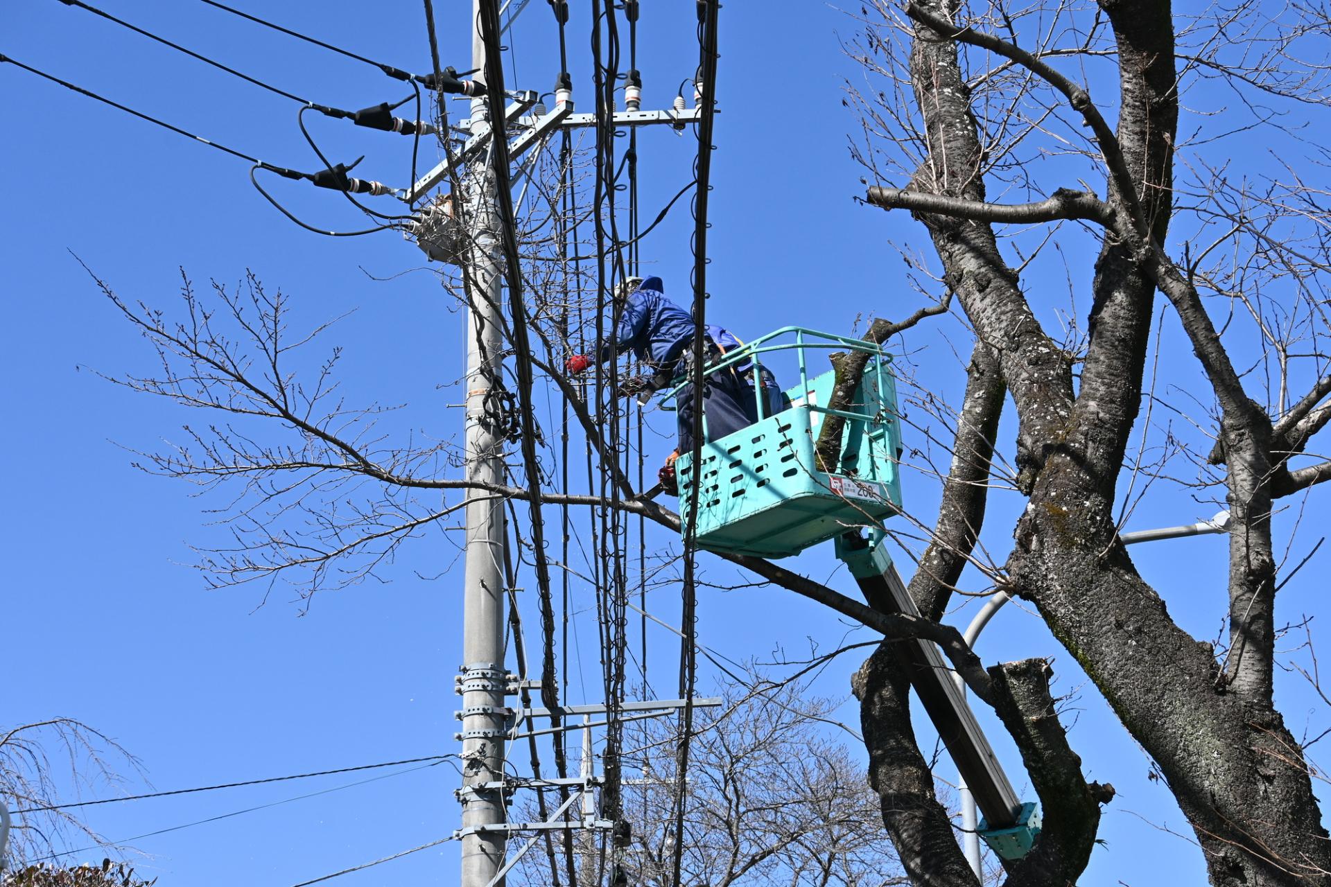 電線近くの作業 | 静岡県静岡市の伐採なら松下造園