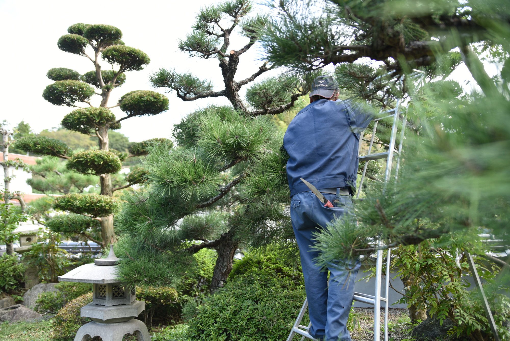 庭木の伐採でお悩みなら｜松下造園